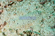 Asterorhombus filifer Turbot a long rayon dorsal-Liwutonkidi Island-20m-20180604-Denis-ADER-DSC_3825_tn